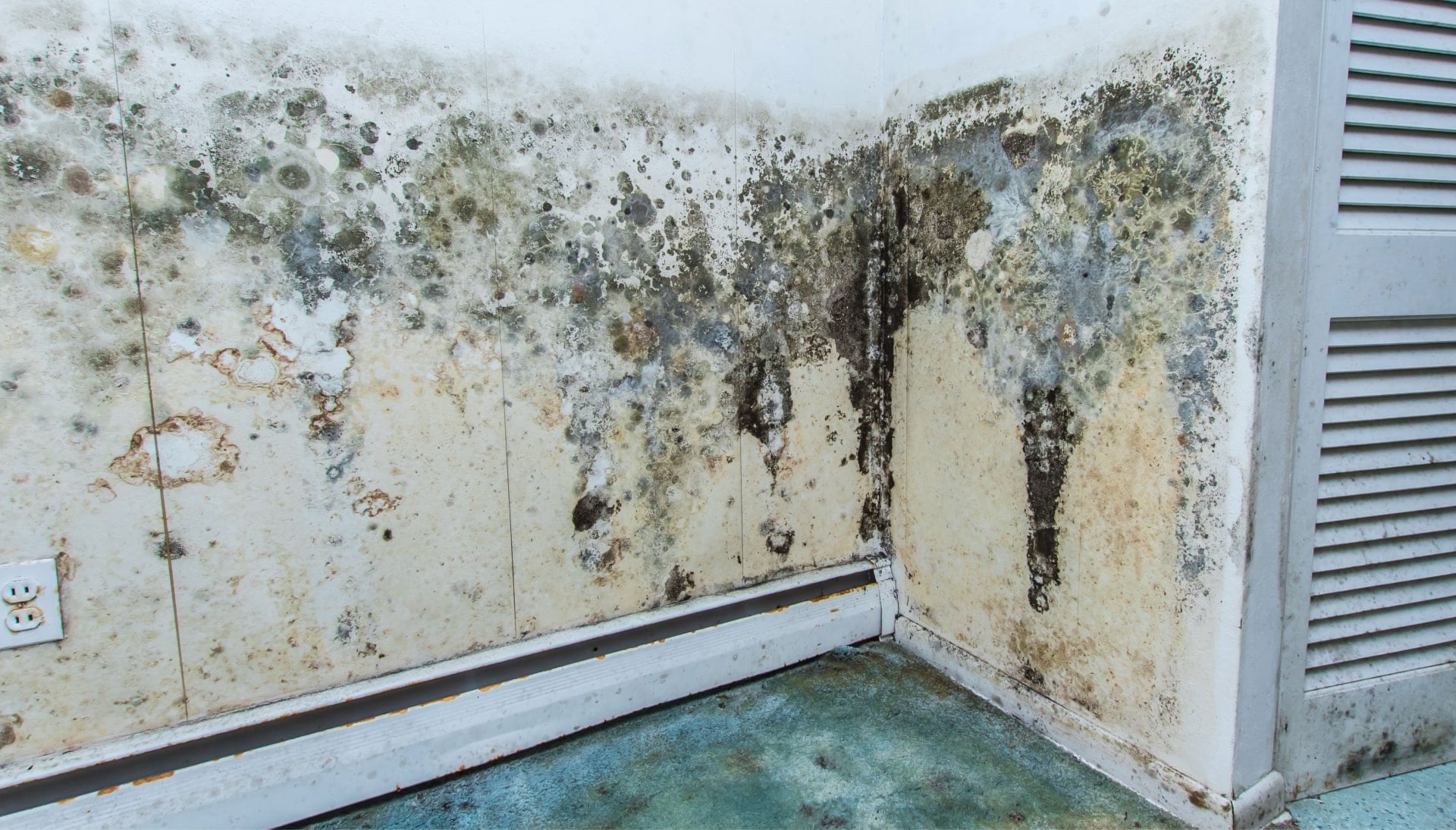 A mold remediation team using specialized techniques to remove mold damage and control odors in a Wellington property, with a focus on safety and efficiency